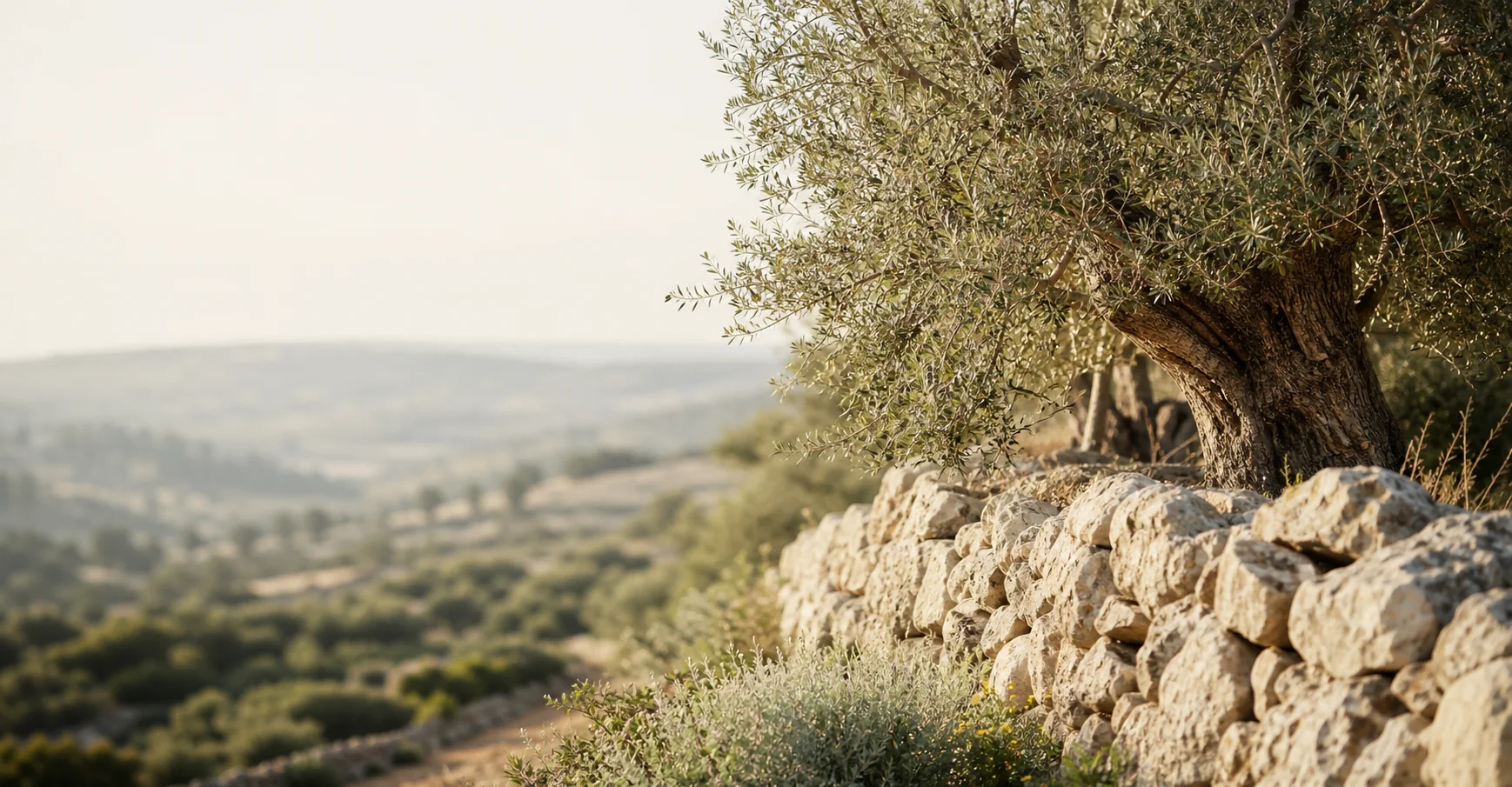 Ancient olive tree beside a pale limestone wall in Mediterranean light